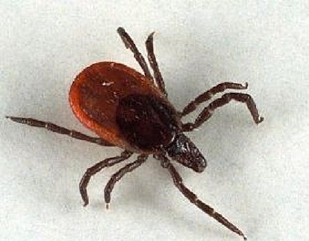 Количество случаев нападения клещей резко возросло в Нижегородской области