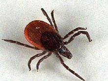 Количество случаев нападения клещей резко возросло в Нижегородской области