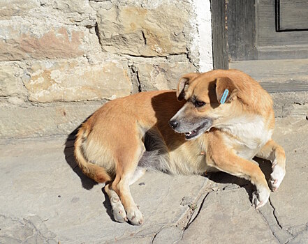 Пятигорск бьет тревогу: в городе массово истребляют собак