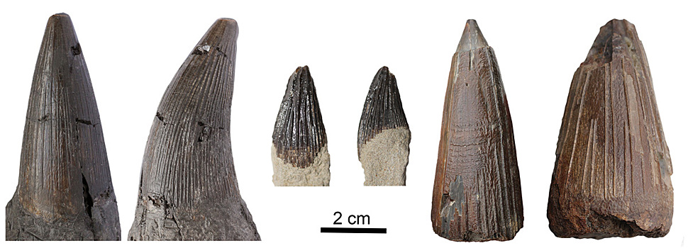 Судьбу плиозавров изучили по зубам