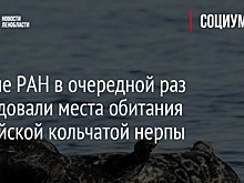 Ученые РАН в очередной раз исследовали места обитания балтийской кольчатой нерпы