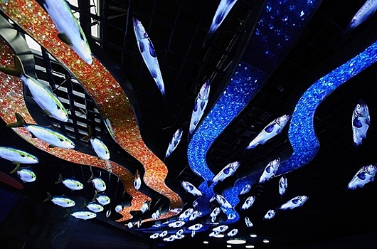 Директор Приморского океанариума остался в должности после гибели дельфина