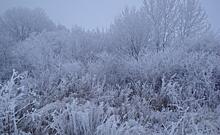 В Курской области 18 января ожидается метель и потепление до 4 градусов тепла
