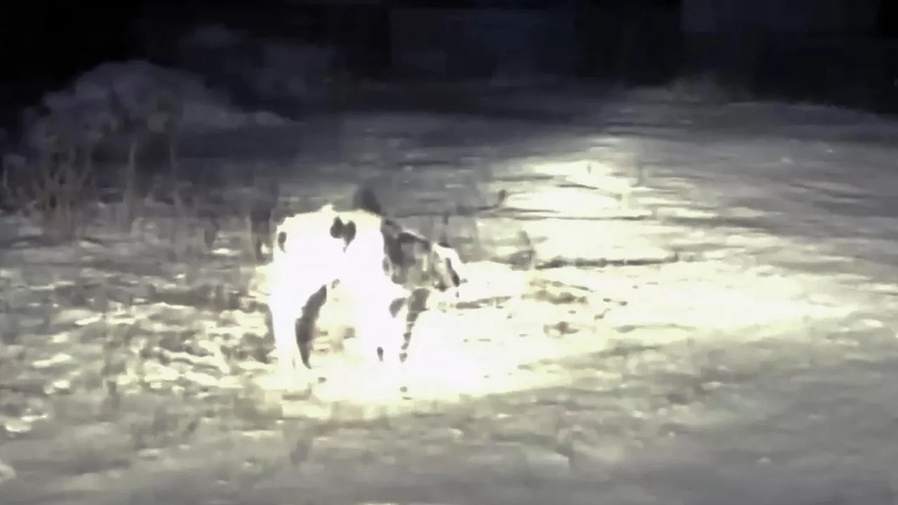 Волк рассказала о спасении теленка полицейскими в Сибири