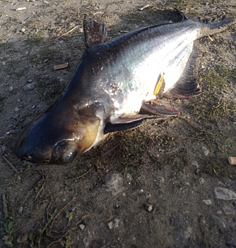 В Тольятти рыбак поймал "нечто" с головой сома и телом судака