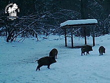 В Бузулукском бору фотоловушка запечатлела обед кабаньего семейства