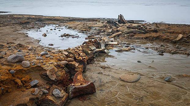 Петербургские ученые нашли скелеты древних китов