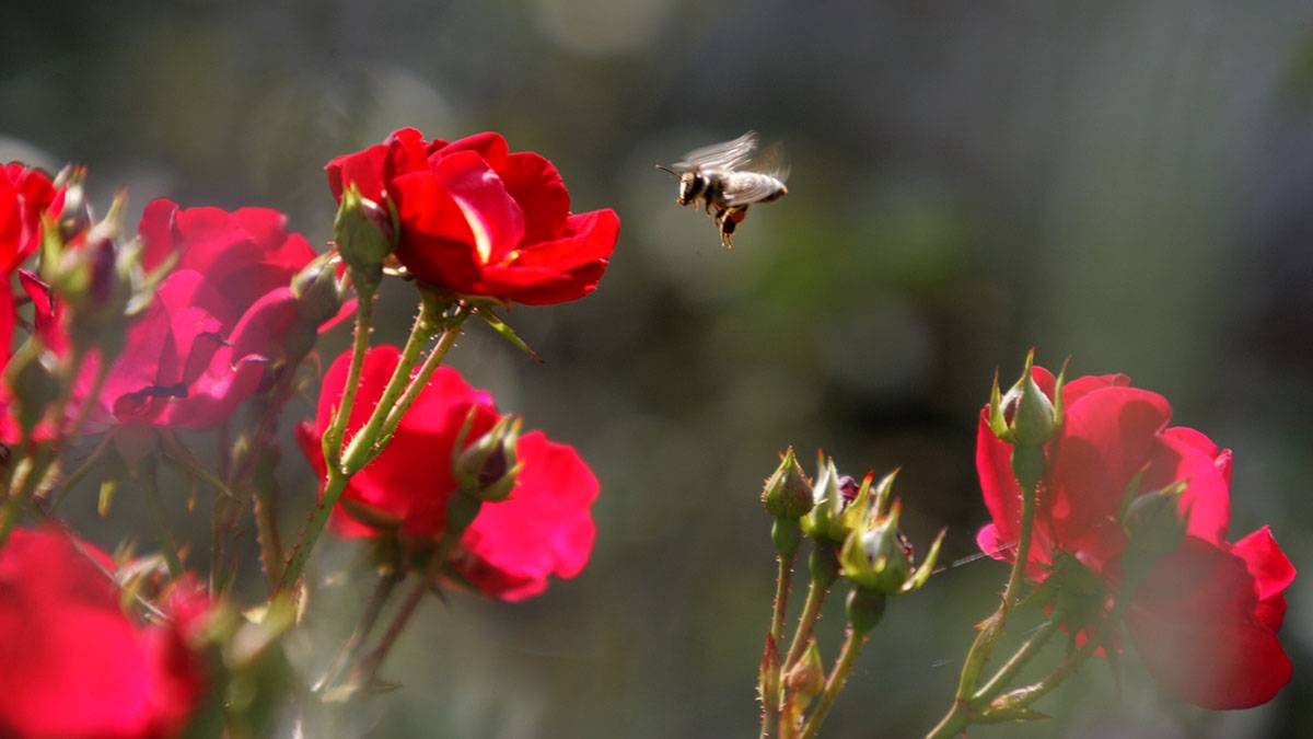 Женщина в Удмуртии выиграла дело в отношении соседа, чьи пчелы жалили ее 20 лет