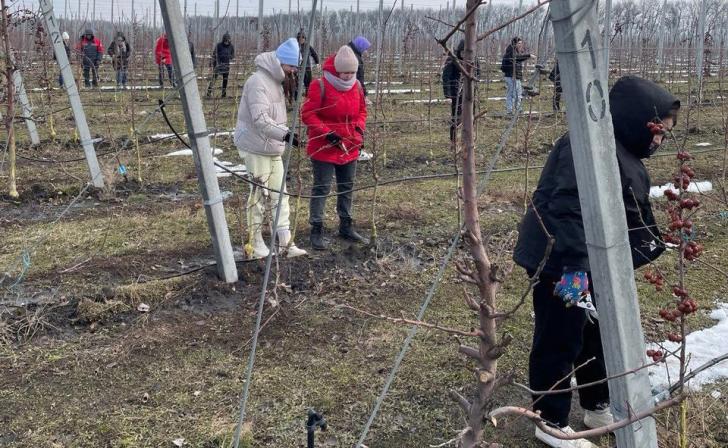 Для студентов Курского ГАУ организовали занятия по обрезке яблонь