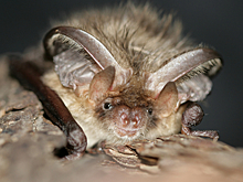 В Московском зоопарке на зимовку останутся 200 летучих мышей