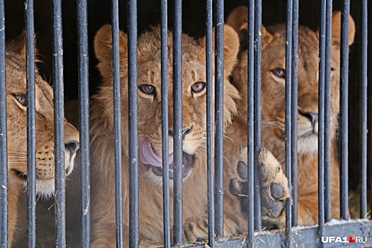 Львы и медведи — на выход: куда отправят питомцев контактных зоопарков Уфы