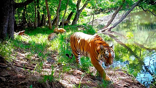 Уникальная прогулка к водопою: тигрица и котята в нацпарке попали на видео