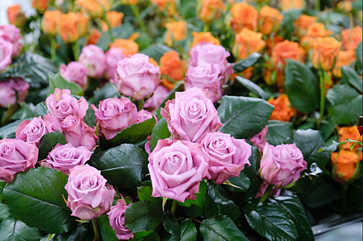 Миллионы сибирских роз: в Новосибирской области увеличено производство цветов на срез