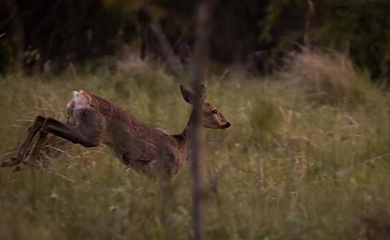 В Курской области осудили браконьеров за убитую косулю