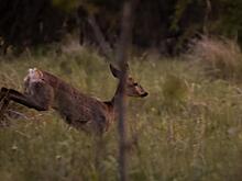 В Курской области осудили браконьеров за убитую косулю