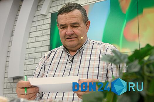 Донской агроном рассказал, почему розовеет голубая ель