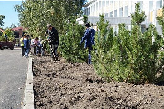 Центр Томск меняет заборы на живые изгороди