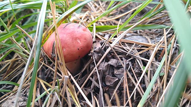 Без ботулизма: новосибирский Роспотребнадзор объяснил, как не отравиться грибами