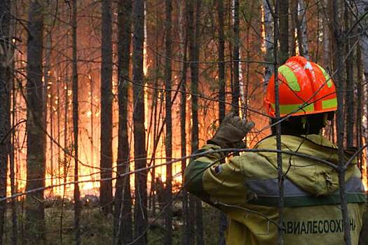 ​В Тюменской области оценили ущерб от лесных пожаров