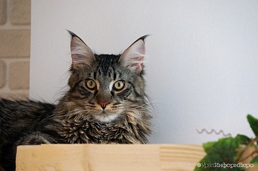 Россия почти на треть снизила импорт кормов для собак и кошек