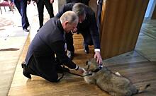 Питомцев хватит на мини-зоопарк: психолог объяснил любовь Путина к животным