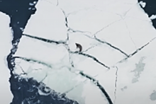 Редчайшие кадры: косатки охотятся на тюленя