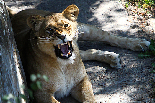В зоопарке Калининграда умерла 21-летняя львица