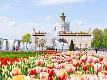 Тюльпаны, крокусы, сциллы и мускари зацветут на ВДНХ весной