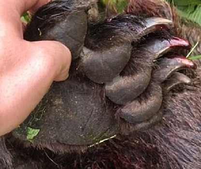 В Иркутской области браконьеры взломали берлогу и убили медведицу с тремя медвежатами