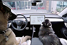 В автомобили Tesla добавили «собачий режим»