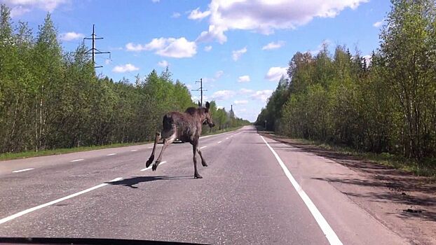 Любопытная лосиха спровоцировала страшную аварию под Костромой