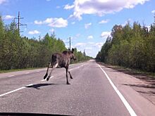 Любопытная лосиха спровоцировала страшную аварию под Костромой