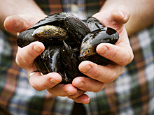 Бренд-шеф назвал главные тренды и направления южной кухни