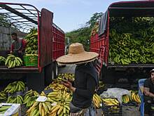 Планете грозит скорый дефицит бананов. Почему любимый всеми россиянами плод может исчезнуть с прилавков?