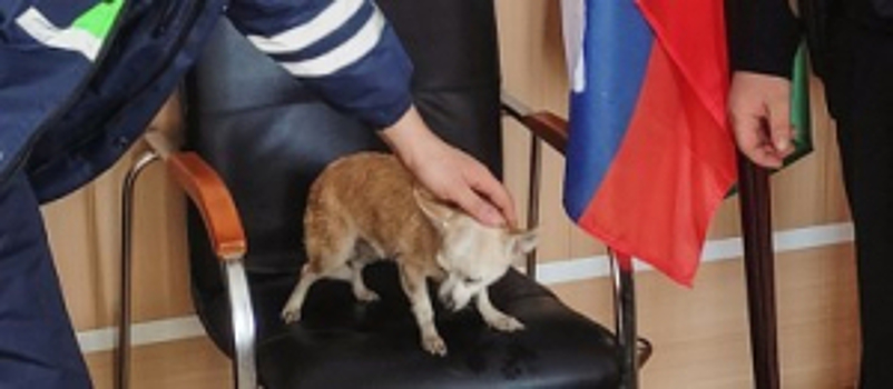 В Москве сотрудники Госавтоинспекции спасли собаку и вернули ее хозяйке