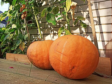 Больше 100 литров оранжевой похлебки сварят для гостей фестиваля фейерверков в Костроме