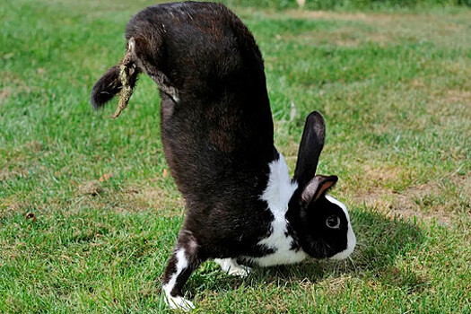 Ученые нашли позволяющий кроликам прыгать ген