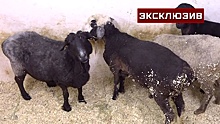 Кемеровские ученые вживили в сердце овечки протез для борьбы с аортальным стенозом