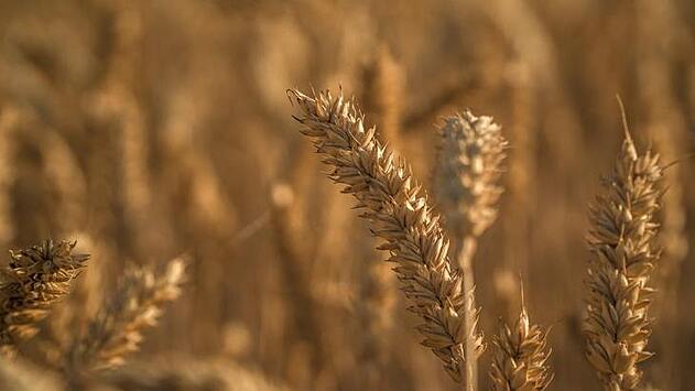 О качестве сибирской пшеницы урожая 2020 рассказали на Зимней зерновой конференции в Белокурихе
