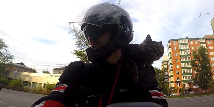 Кот-байкер катается на плече у мотоциклиста