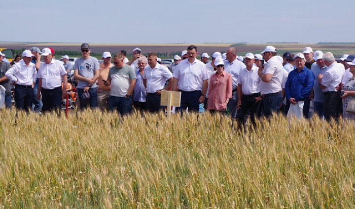 На Дне поля в Волгоградской области обсудили особенности выращивания пшеницы