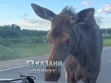 Под Казанью сбили лосенка, бросавшегося под автомобили