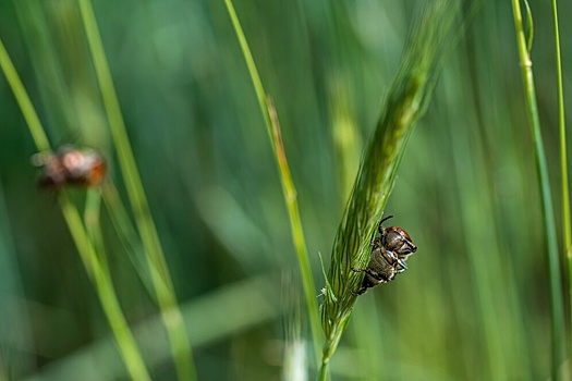 Экологи предлагают переселить жуков из Почаинского оврага в парк Кулибина