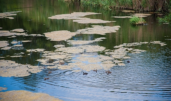 В Волгоградской области осенью обнаружили 650 особей русской выхухоли