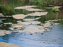 В Волгоградской области осенью обнаружили 650 особей русской выхухоли