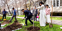Около тысячи деревьев высадят в Алматы в День влюбленных