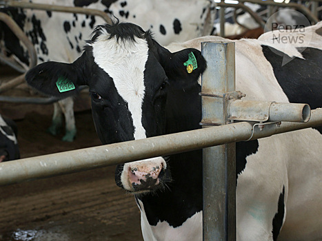 В сельхозорганизациях Пензенской области в 2021 году произведено более 404 тыс. тонн скота и птицы