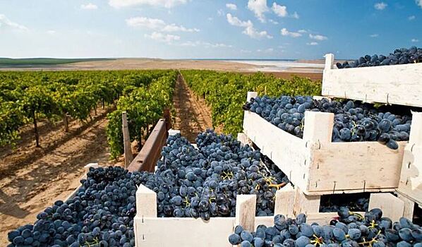 В Краснодарском крае запустят новый туристический поезд «К виноградникам у моря»