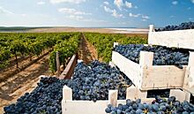 В Краснодарском крае запустят новый туристический поезд «К виноградникам у моря»