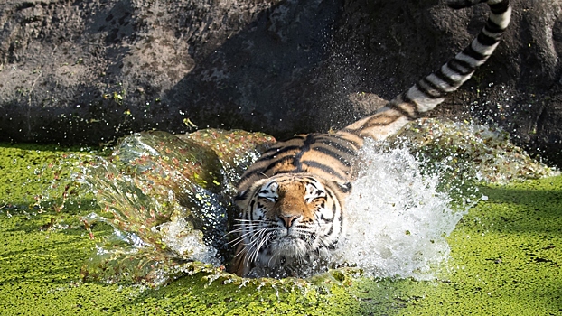 Тигр увидел людей, схватил ведро с их рыбой и убежал